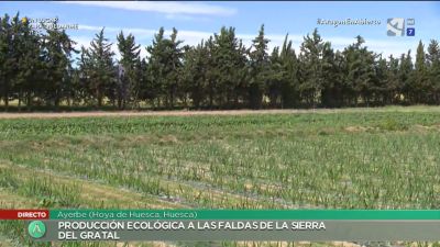 Cultivos ecológicos