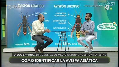 Cómo identificar la Avispa asiática