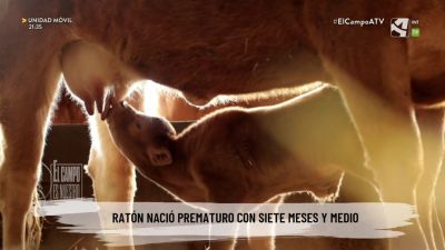 El Campo es... vocación (XII) ¿Cómo está Ratón?
