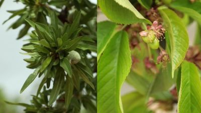 El Campo es... juventud experta (X) - Almendros y cerezos