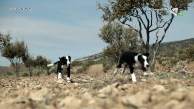El Campo es... futuro (VIII) - Truferos por sorpresa