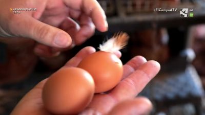El Campo es... cuestión de huevos (II)