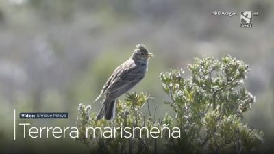 Terrera marismeña