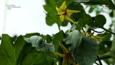 El Campo es... biodiversidad (XIII) - Aquí hay tomate...