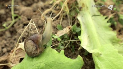 El Campo es... biodiversidad (XIV) - Equilibrio...