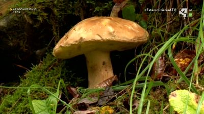 El Reino "Fungi"