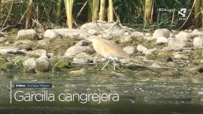 Garcilla cangrejera