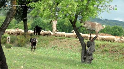 El Campo es... vida (XIV)