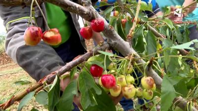 Imagen de la fruta dañada en Santa Cruz del Grío