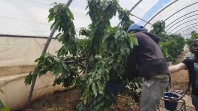 Trabajadores temporeros en la campaña de recogida de la fruta.