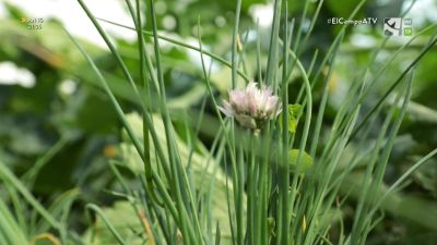 El Campo es... biodiversidad (XVII) - Cebollino