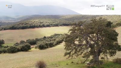 El Campo es... la imponente Carrasca de Lituénigo