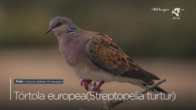 Tórtola europea