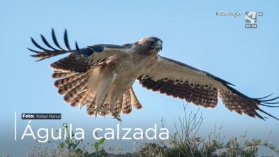 Águila calzada