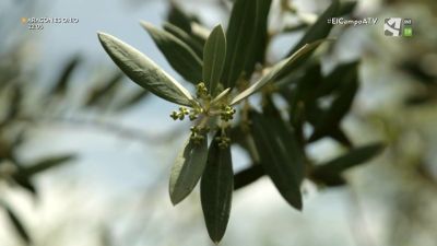 El Campo es... juventud experta (XVIII) - Olivas o aceitunas