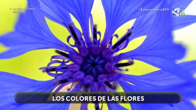 Los colores de las flores