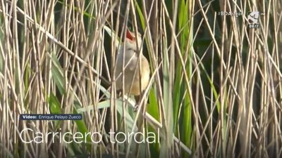 Carricero tordal