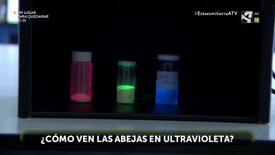 ¿Cómo ven las abejas en ultravioleta?