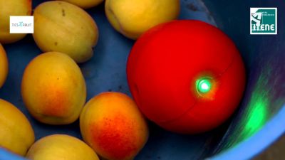 ticforfruit