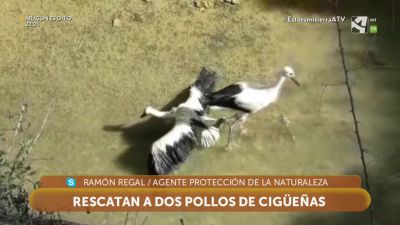 Cigüeñas atrapadas por residuos plásticos