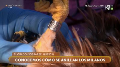 Cómo se anillan los Milanos
