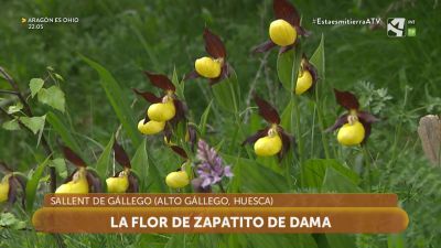 Zapatito de dama