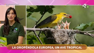 Oropéndola europea