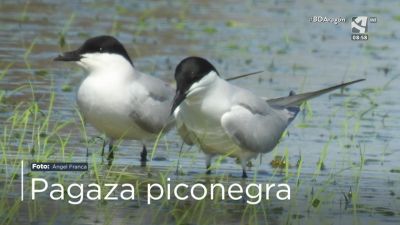 Pagaza piconegra
