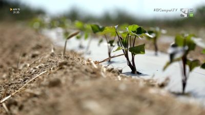 El Campo es... biodiversidad (XXI) - Alcachofas