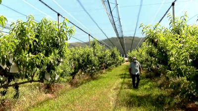 Mallas antigranizo instaladas en un campo de frutales en Munébrega (Zaragoza).