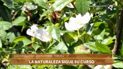 Flores blancas en Gúdar