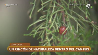 Día del Árbol (y II)