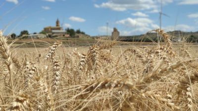 Cereal de secano en Las Pedrosas (Zaragoza)