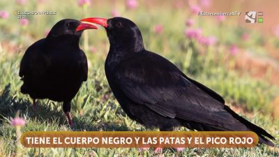 Chova piquirroja