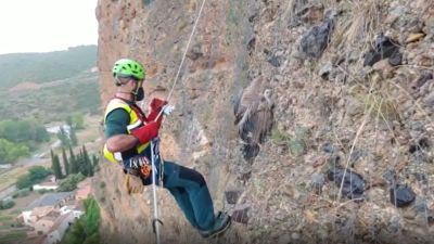 Rescate del buitre en una pared vertical de Los Fayos (Guardia Civil).