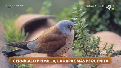 Cernícalo primilla, el halcón más pequeño