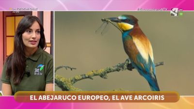 Abejaruco europeo, ave arcoiris