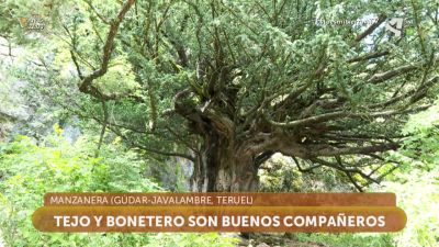 Tejo y Bonetero