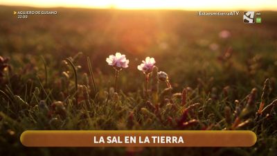 La sal en la tierra