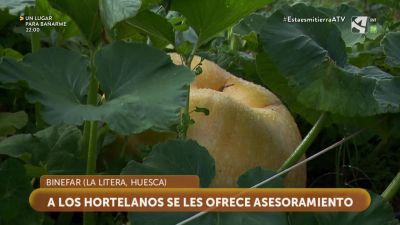 Afición por la huerta