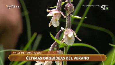 Últimas orquídeas del verano