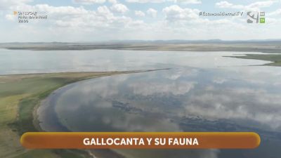 Gallocanta y su fauna