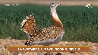 Mirando a las avutardas
