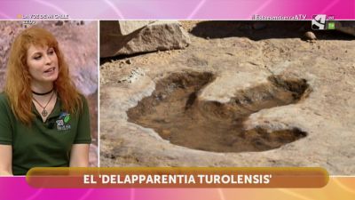 Delapparentia Turolensis