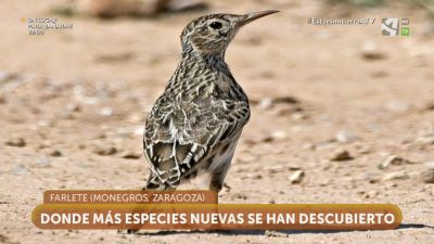 Biodiversidad en los páramos de Monegros