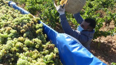 Un trabajador, durante la vendimia. (Foto: DOP Cariñena)