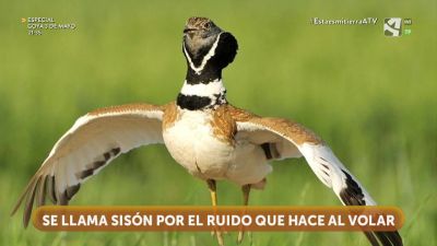 Sisón común, un bailarín en la Estepa