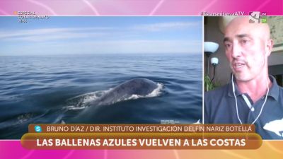 Las ballenas azules vuelven