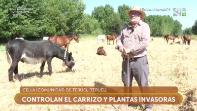 La Dula: trashumancia equina