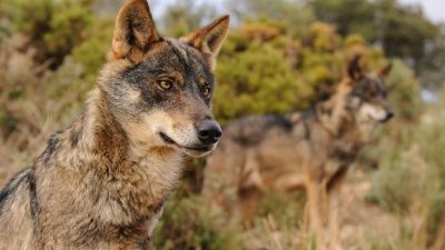 Ejemplar de Lobo Ibérico (WWF).